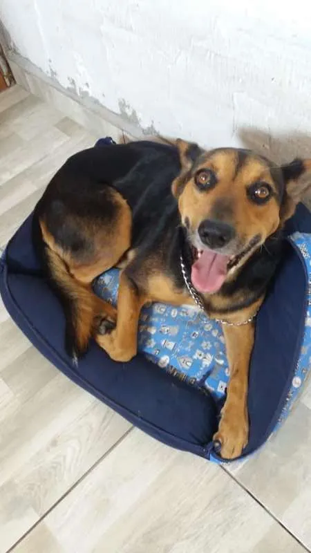Cachorro ra a SRD idade 1 ano nome Hulk