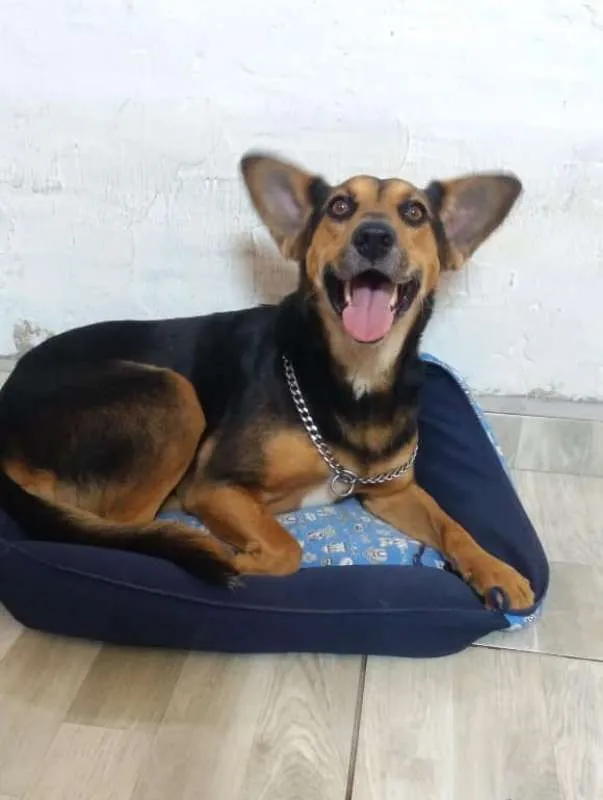 Cachorro ra a SRD idade 1 ano nome Hulk