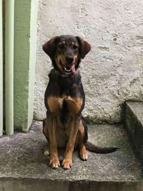 Cachorro ra a SRD idade 7 a 11 meses nome Meggie
