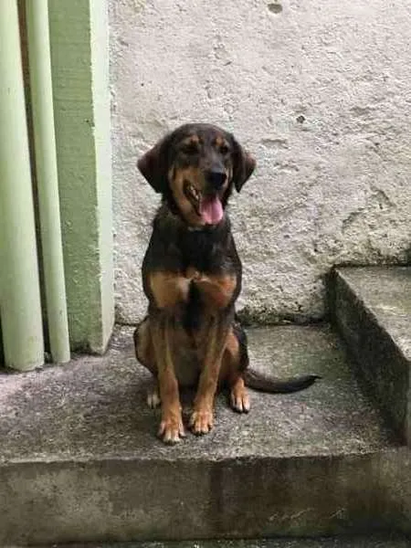 Cachorro ra a SRD idade 7 a 11 meses nome Meggie