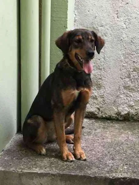 Cachorro ra a SRD idade 7 a 11 meses nome Meggie
