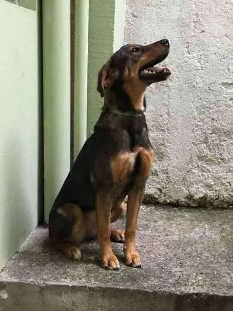 Cachorro ra a SRD idade 7 a 11 meses nome Meggie
