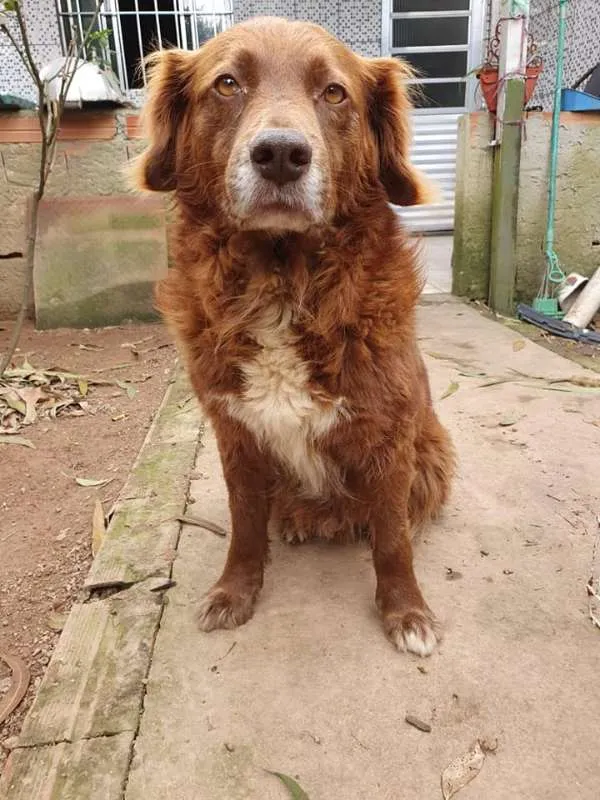 Cachorro ra a SRD idade 5 anos nome Gabriel