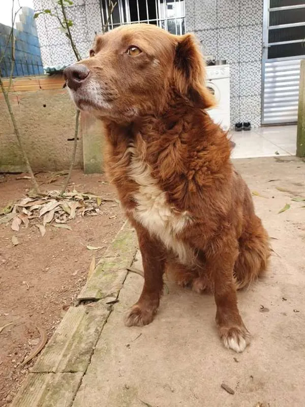 Cachorro ra a SRD idade 5 anos nome Gabriel