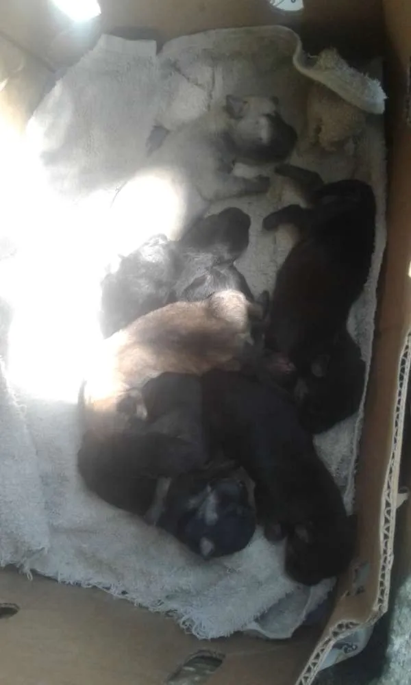 Cachorro raça Vira lata idade Abaixo de 2 meses nome Cachorros 