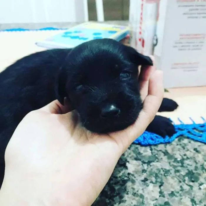 Cachorro ra a Sem raça definida idade Abaixo de 2 meses nome Filhote 