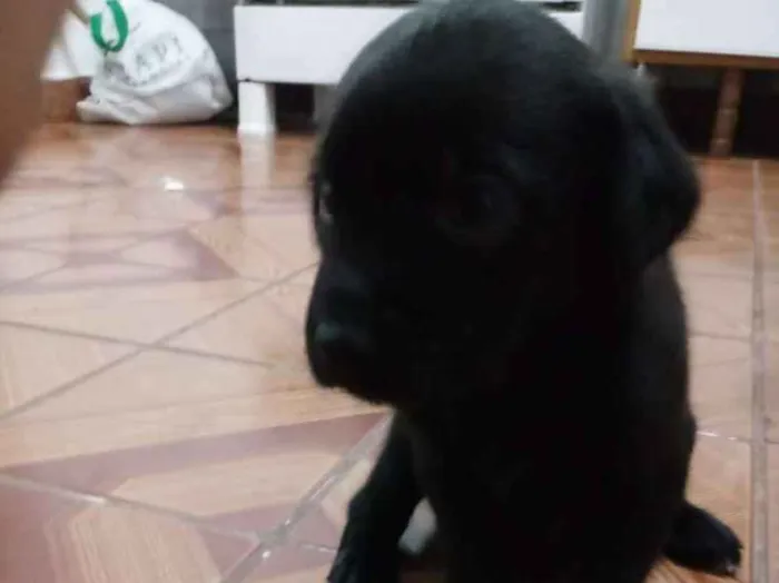 Cachorro ra a Sem raça definida idade Abaixo de 2 meses nome Filhote 