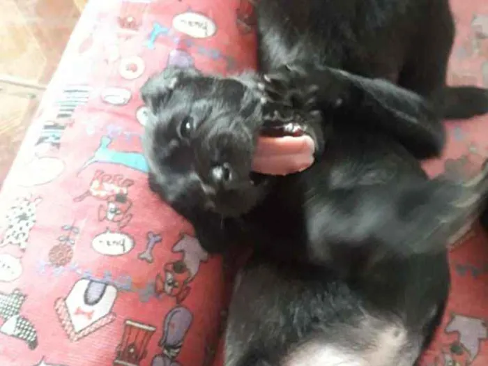 Cachorro ra a Sem raça definida idade Abaixo de 2 meses nome Filhote 