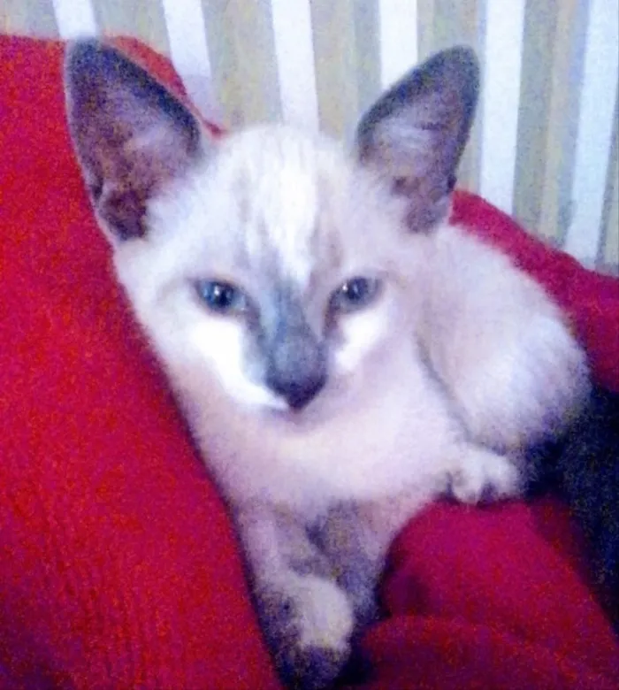 Gato ra a SRD idade 2 a 6 meses nome Flora