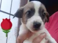 8 irmãozinhos