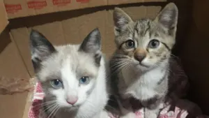 Gato raça Não sei idade Abaixo de 2 meses nome Gatinhos