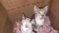 Gatinhos