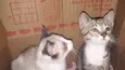 Gatinhos
