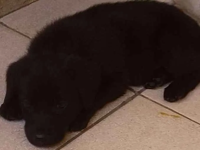Cachorro ra a Vira-lata idade Abaixo de 2 meses nome Não tem nome