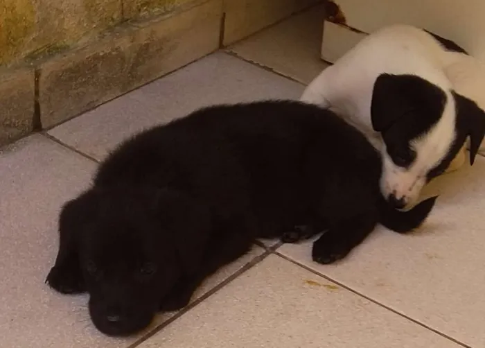 Cachorro ra a Vira-lata idade Abaixo de 2 meses nome Não tem nome