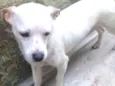 Branquinha