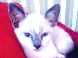 Gato raça SRD idade 2 a 6 meses nome Flora