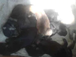 Cachorro raça Vira lata idade Abaixo de 2 meses nome Cachorros 