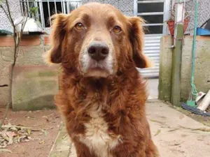 Cachorro raça SRD idade 5 anos nome Gabriel