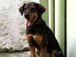 Cachorro raça SRD idade 7 a 11 meses nome Meggie