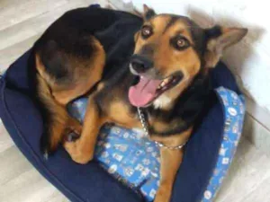 Cachorro raça SRD idade 1 ano nome Hulk