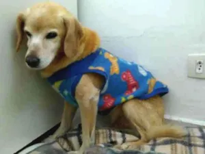 Cachorro raça SRD idade 6 ou mais anos nome Nico