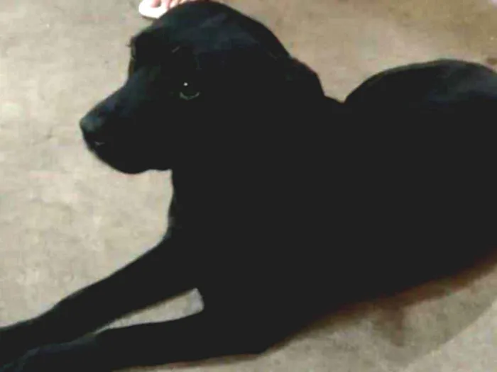 Cachorro ra a SRD idade 2 anos nome Sheron