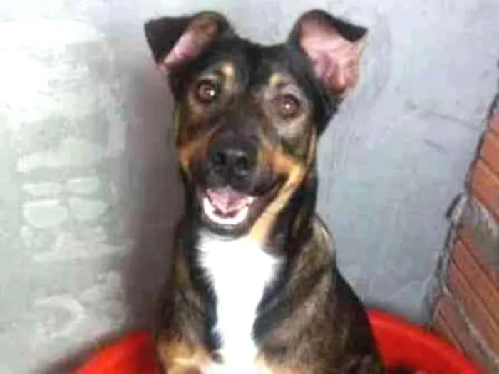 Cachorro ra a SRD idade 1 ano nome Suzi