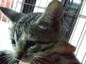 Gato raça SRD idade Abaixo de 2 meses nome Sem Nome 1g