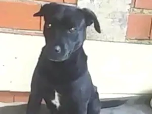 Cachorro raça SRD idade 2 anos nome Sheron