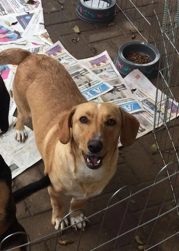 Cachorro ra a sem raça definida idade  nome Amarela