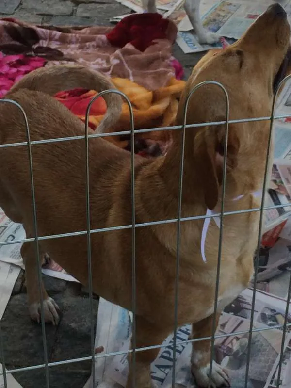 Cachorro ra a sem raça definida idade  nome Amarela