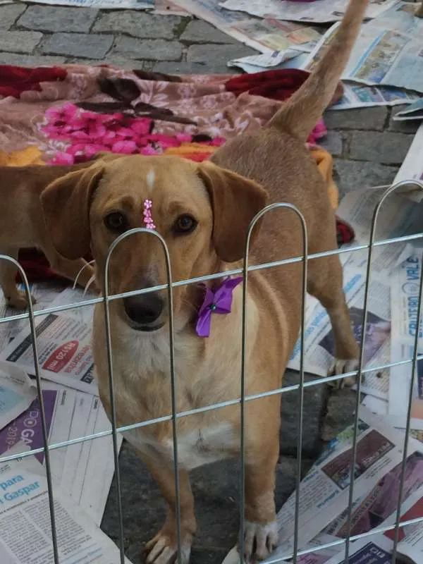 Cachorro ra a sem raça definida idade  nome Amarela