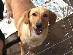 Cachorro raça sem raça definida idade  nome Amarela