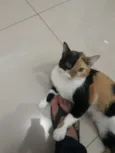 Arya 