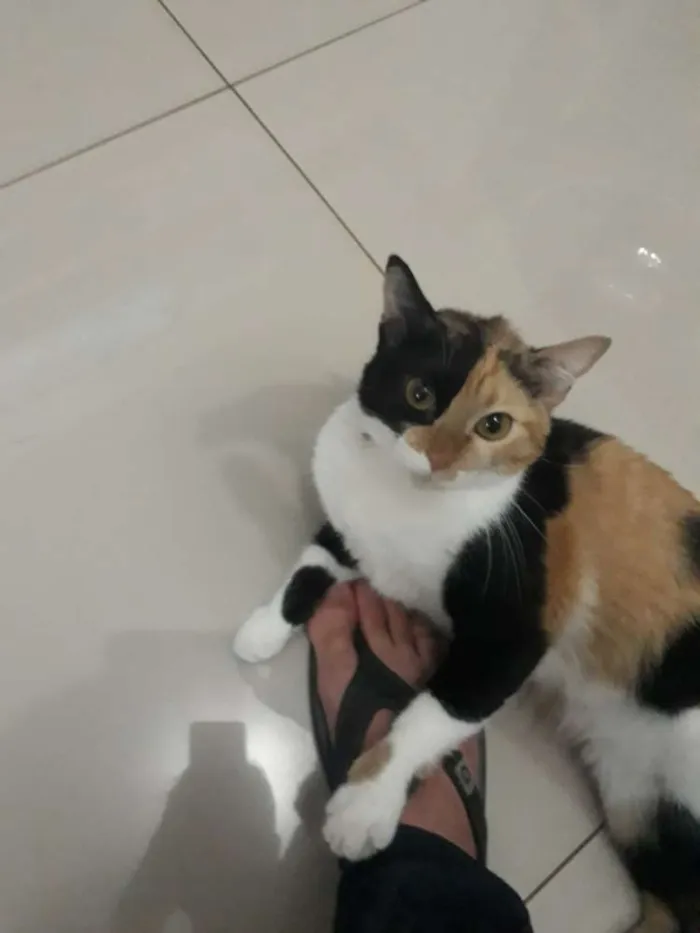Gato raça Indefinida idade 2 anos nome Arya 