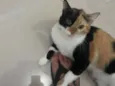 Arya 