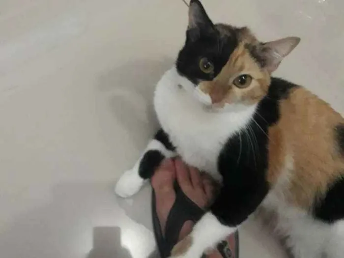 Gato raça Indefinida idade 2 anos nome Arya 