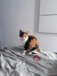 Arya 