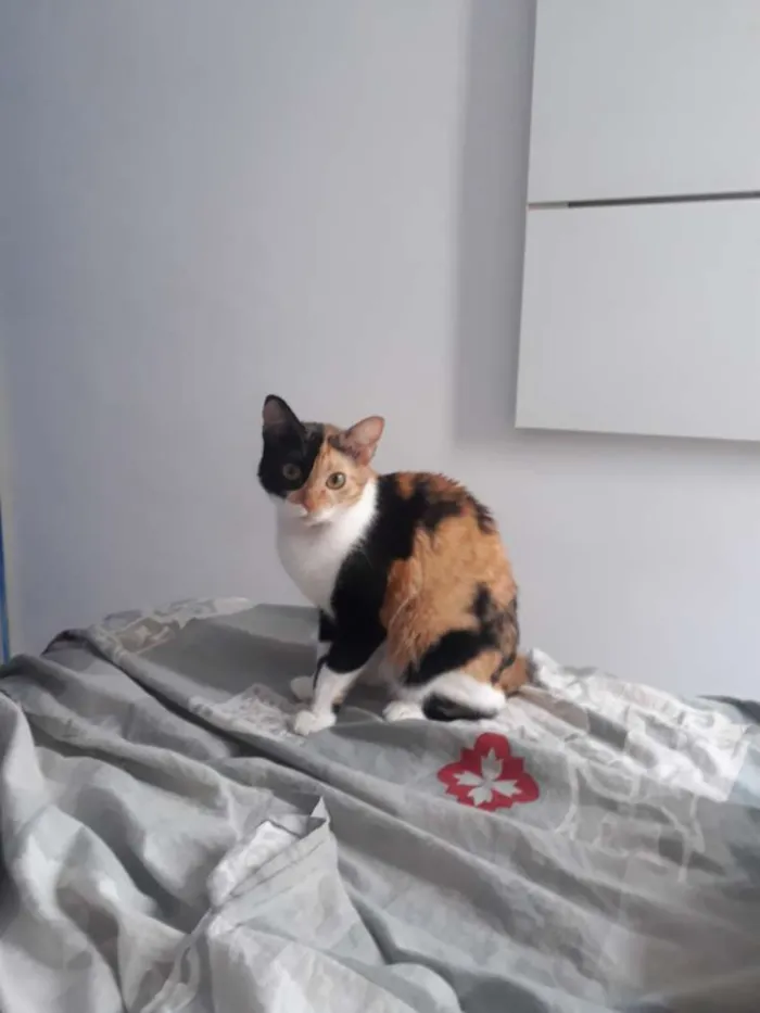 Gato raça Indefinida idade 2 anos nome Arya 