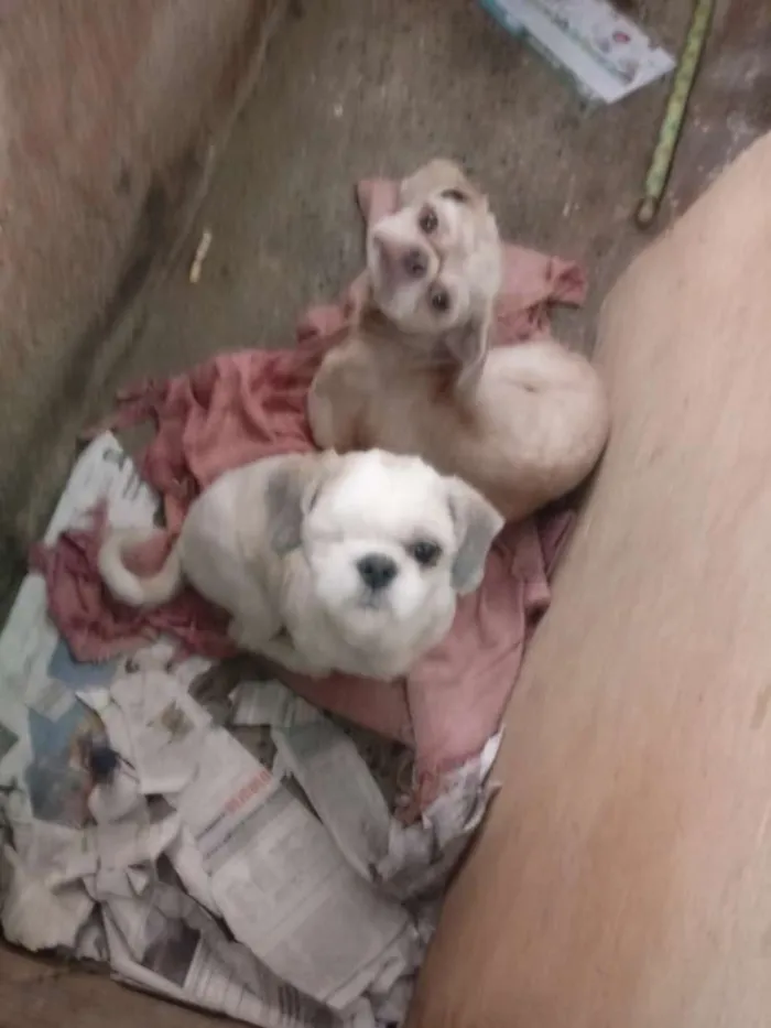 Cachorro raça Shihtzu idade 2 anos nome Romeu e pirata