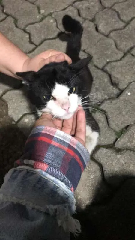 Gato ra a SRD idade 3 anos nome Não tem