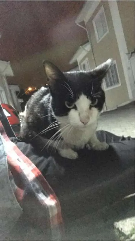 Gato ra a SRD idade 3 anos nome Não tem
