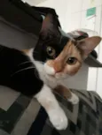 Arya 