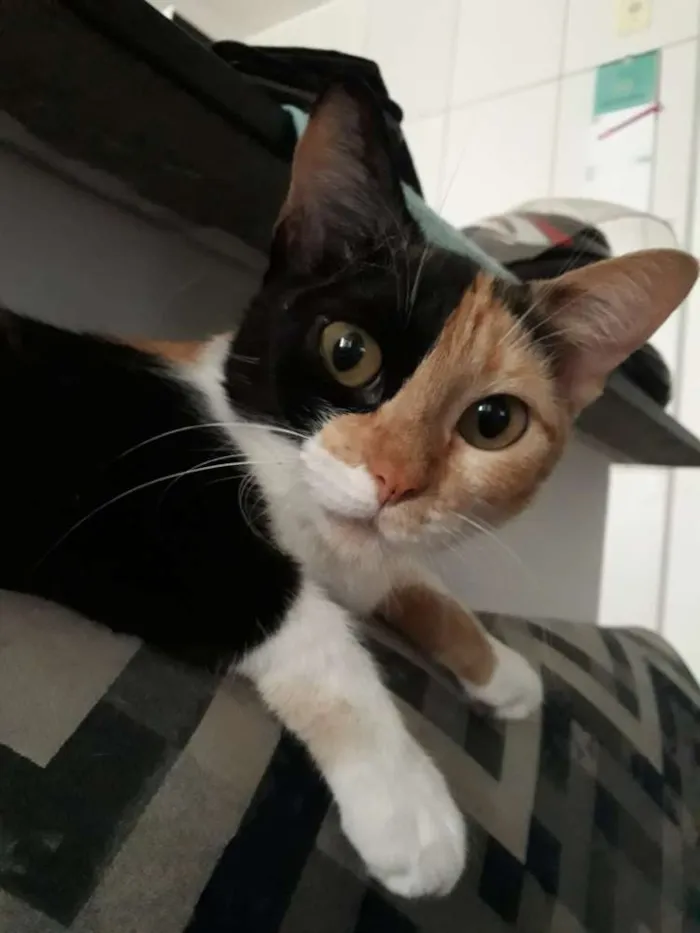 Gato raça Indefinida idade 2 anos nome Arya 