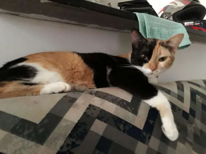 Gato raça Indefinida idade 2 anos nome Arya 