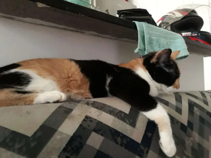 Gato raça Indefinida idade 2 anos nome Arya 