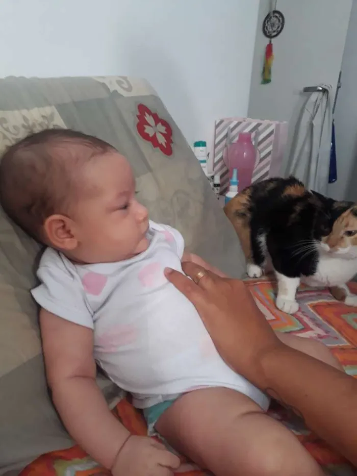 Gato raça Indefinida idade 2 anos nome Arya 