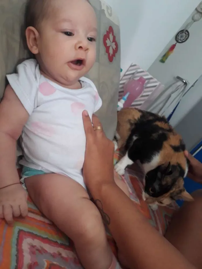 Gato raça Indefinida idade 2 anos nome Arya 