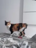 Arya 